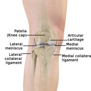 Anatomy of left knee joint and attachments of deep medial